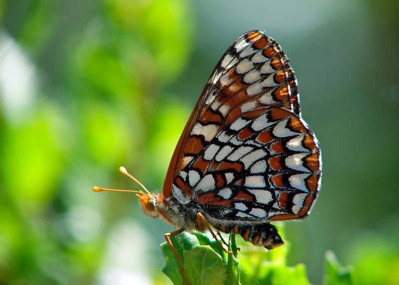 Euphydryas chalcedona