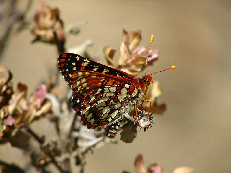 Euphydryas chalcedona