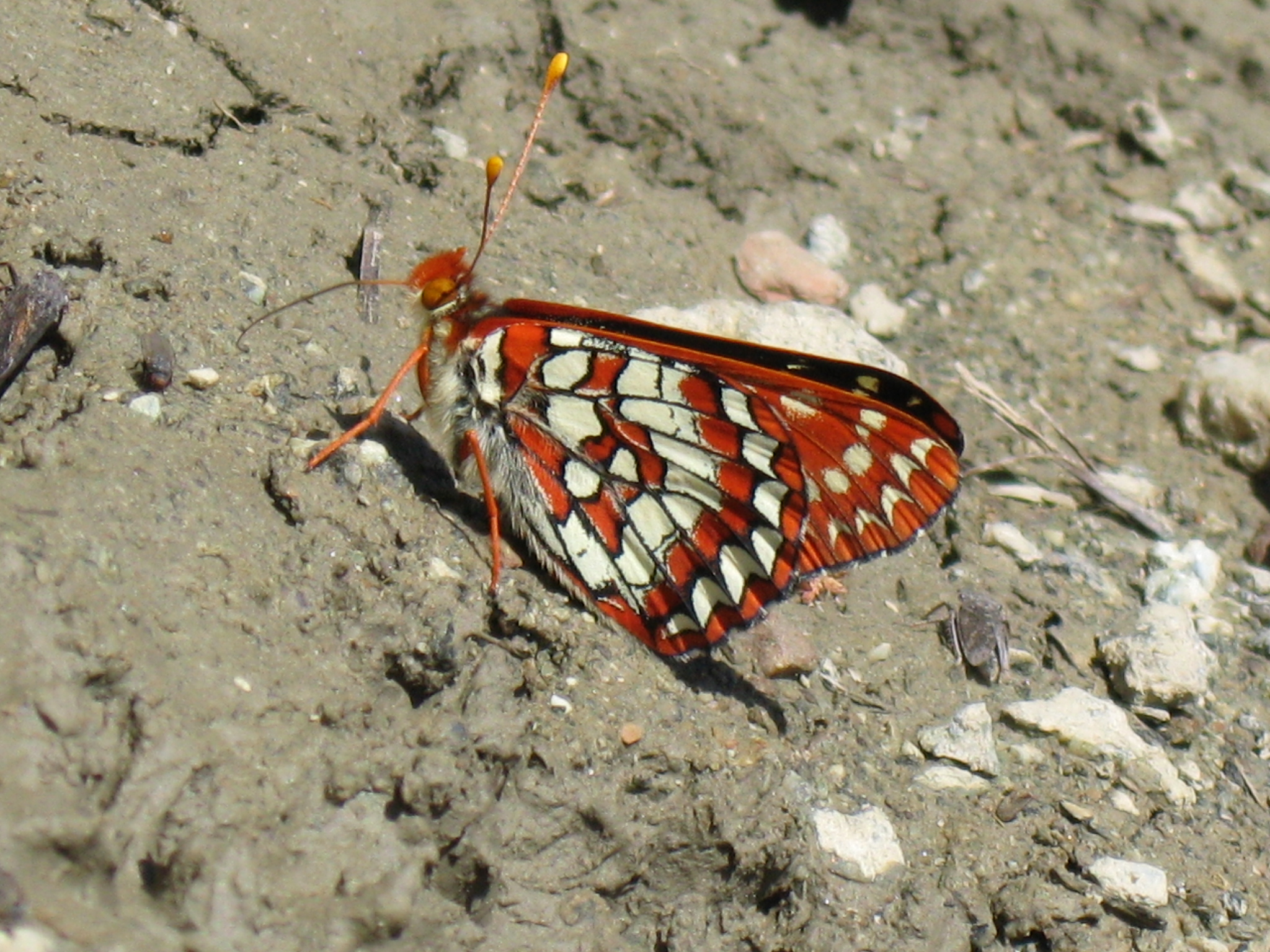 Euphydryas chalcedona