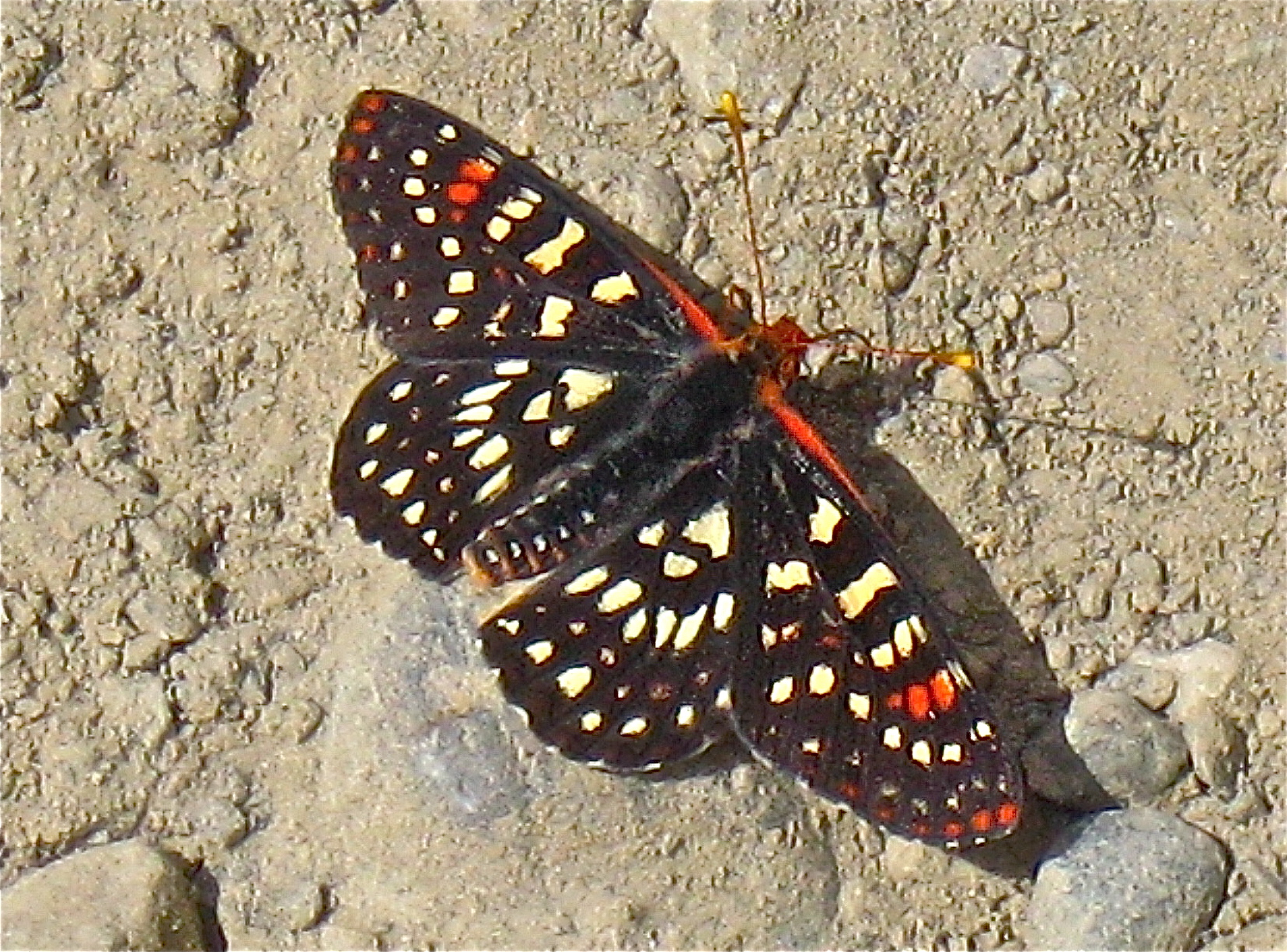 Euphydryas chalcedona