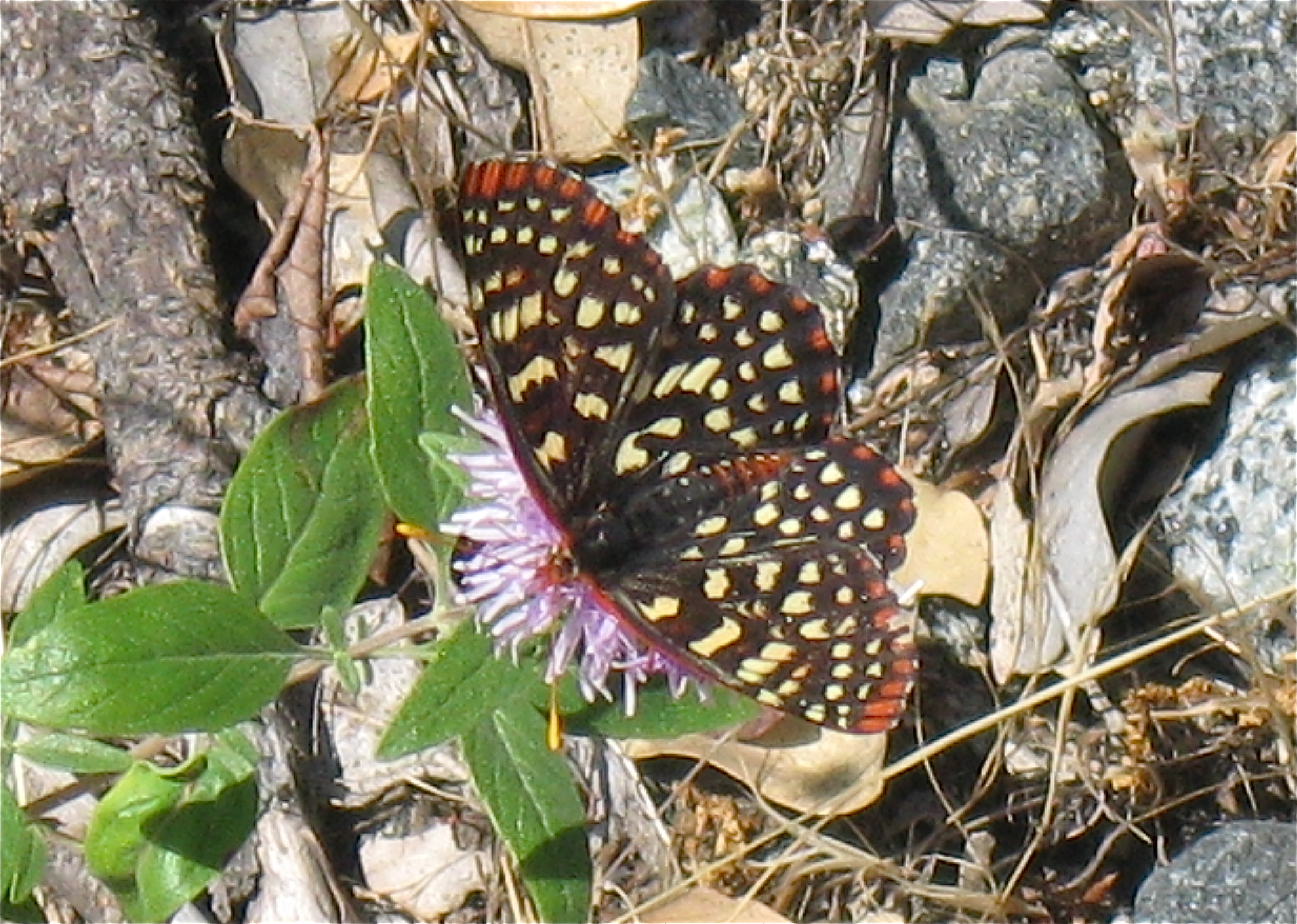 Euphydryas chalcedona