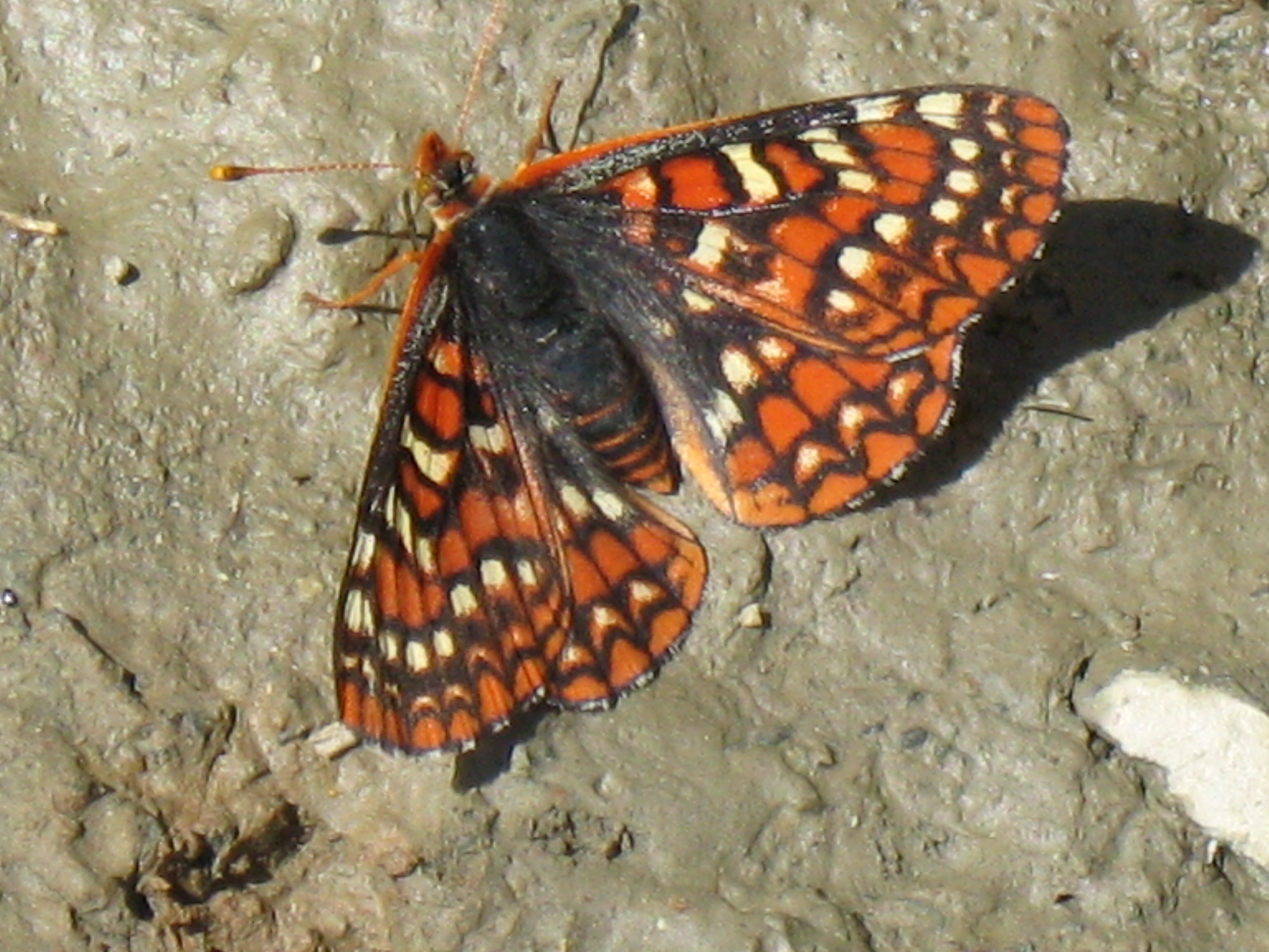 Euphydryas editha