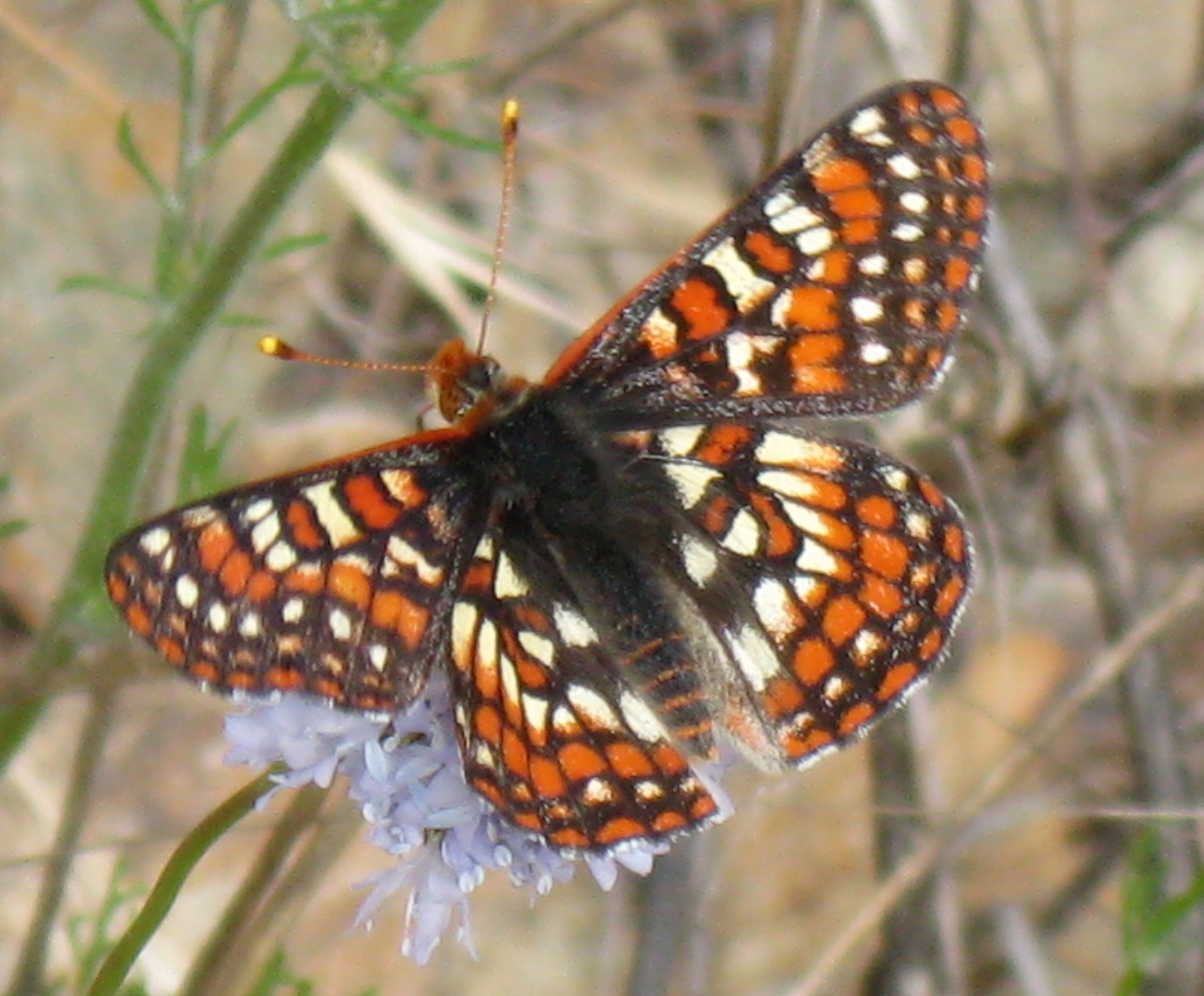 Euphydryas editha
