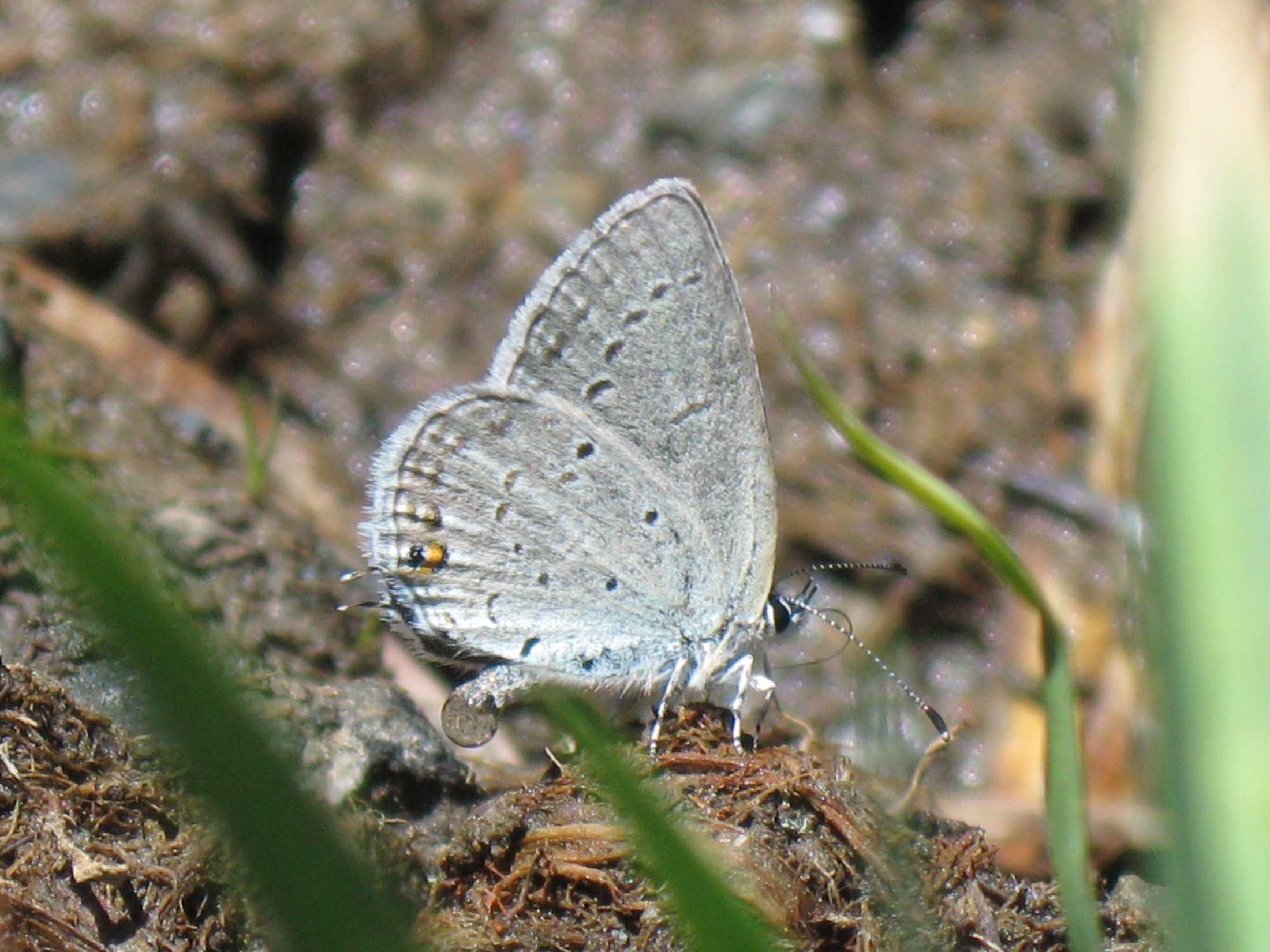 Everes amyntula