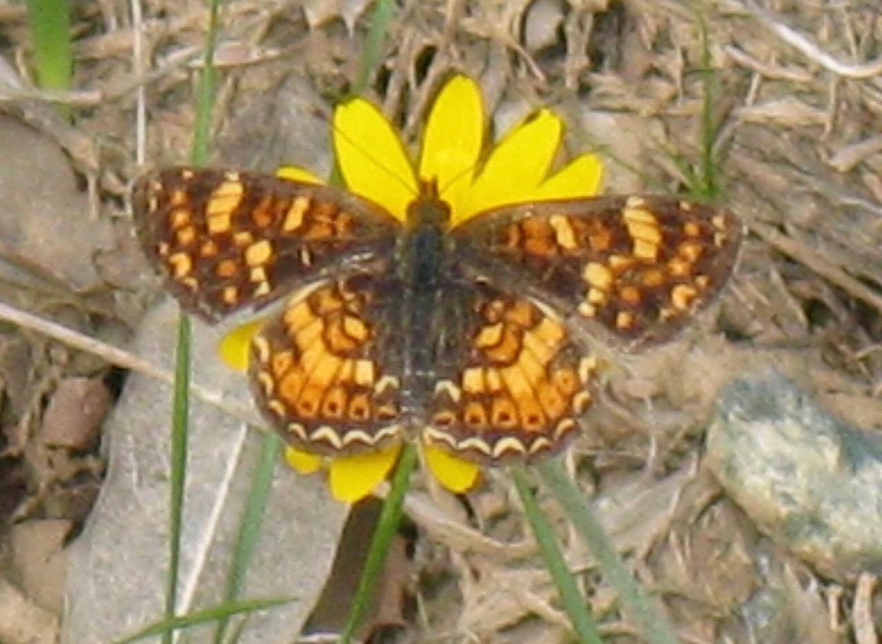 Feather River Crescent, photo by John Lane, June 2009