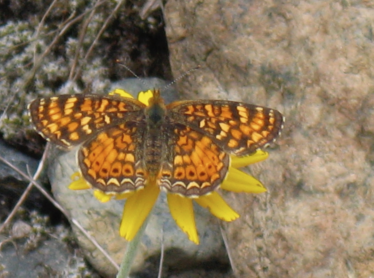 Photo by John Lane, Plumas Co., June 2009