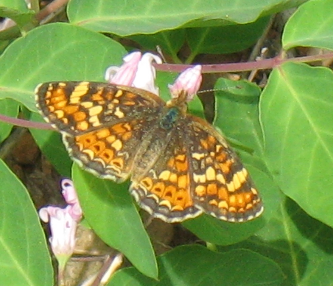 Photo by John Lane, Plumas Co., June 2009