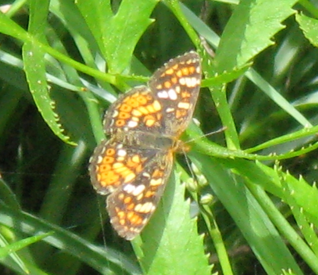 Feather River Crescent, photo by John Lane, June 2009