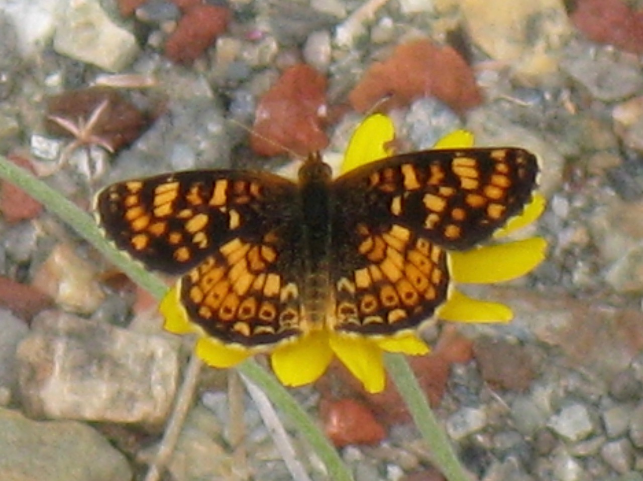 Photo by John Lane, Plumas Co., June 2009