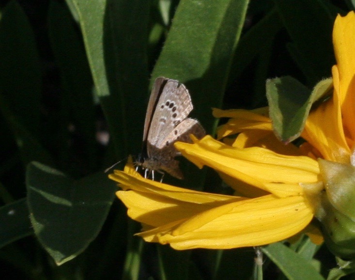 Photo by John Lane, Hemiargus isola, Placer Co, CA, Sept 2023