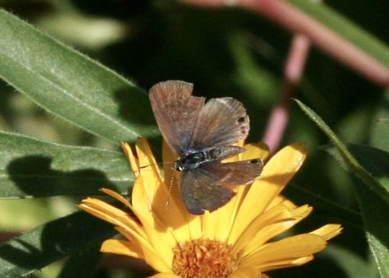 Photo by John Lane, Hemiargus isola, Placer Co, CA, Sept 2023