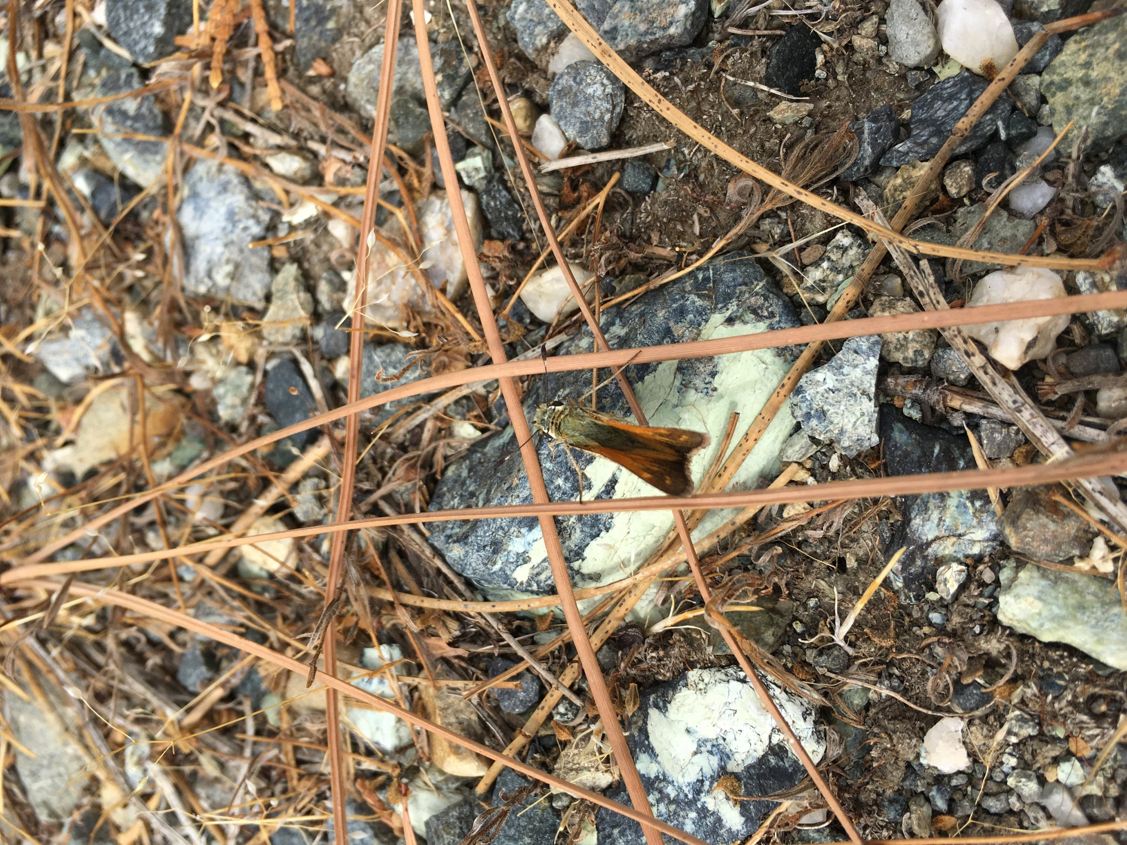 Hesperia colorado harpalus
