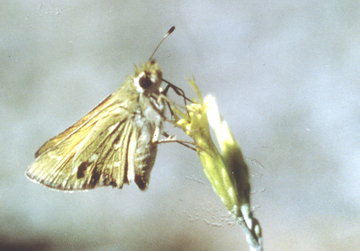 Hesperia colorado ssp.