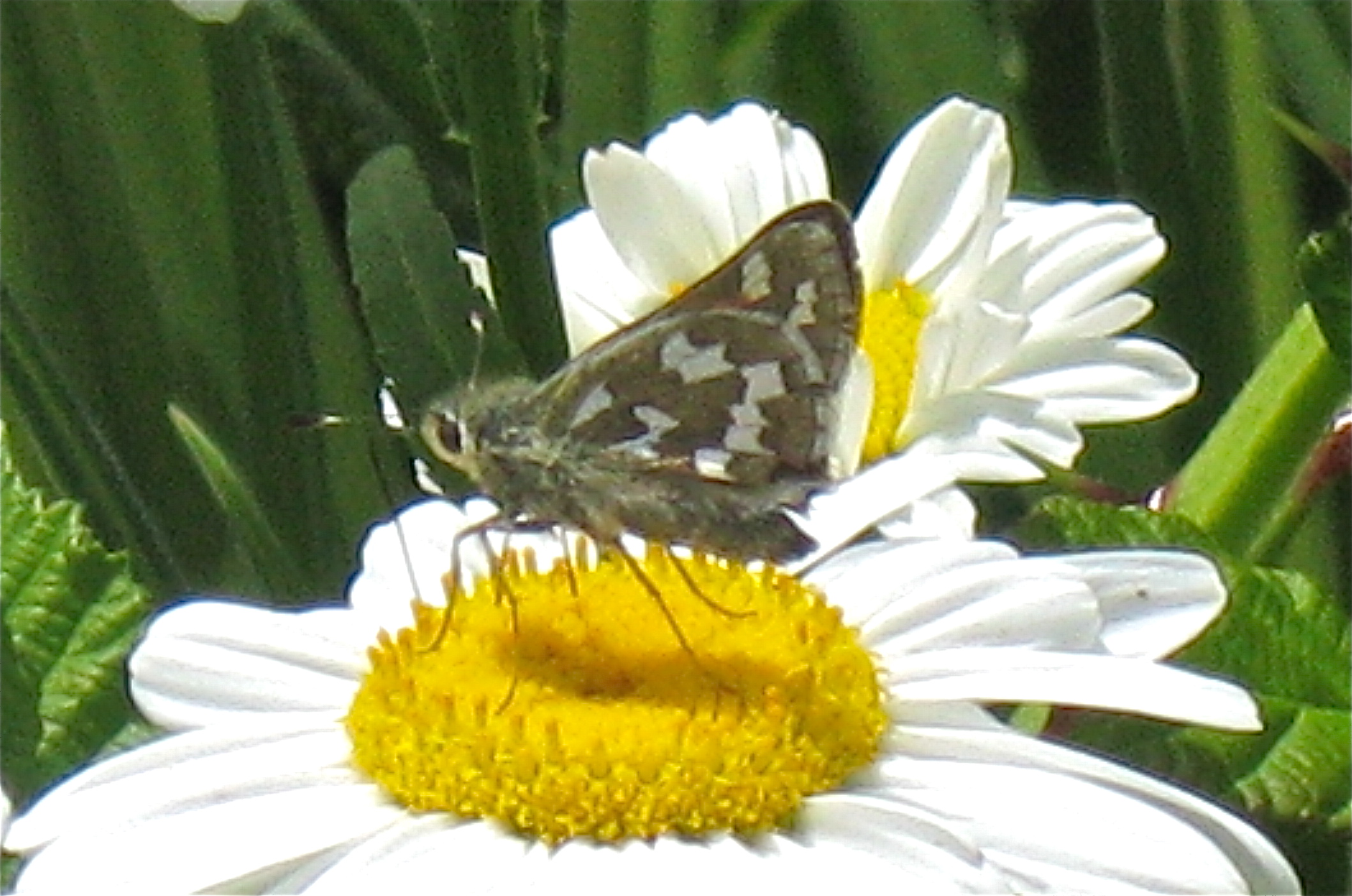 Hesperia juba