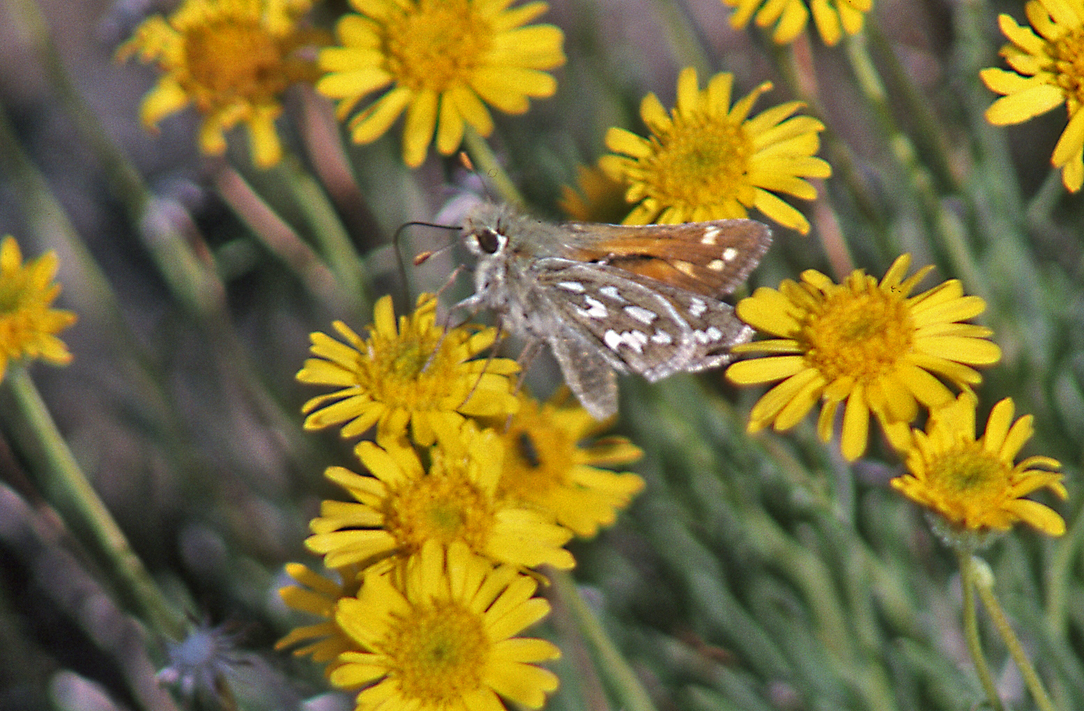Hesperia nevada