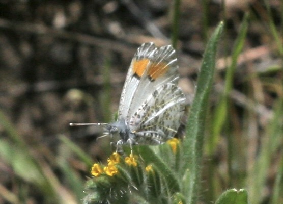 Anthocharis sara thoosa, photo by John Lane