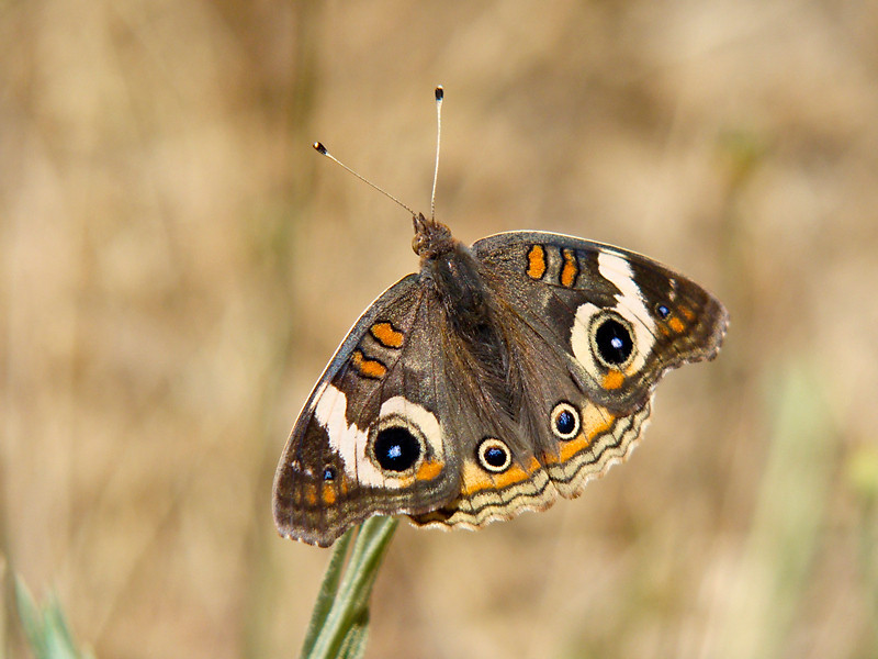 Junonia coenia