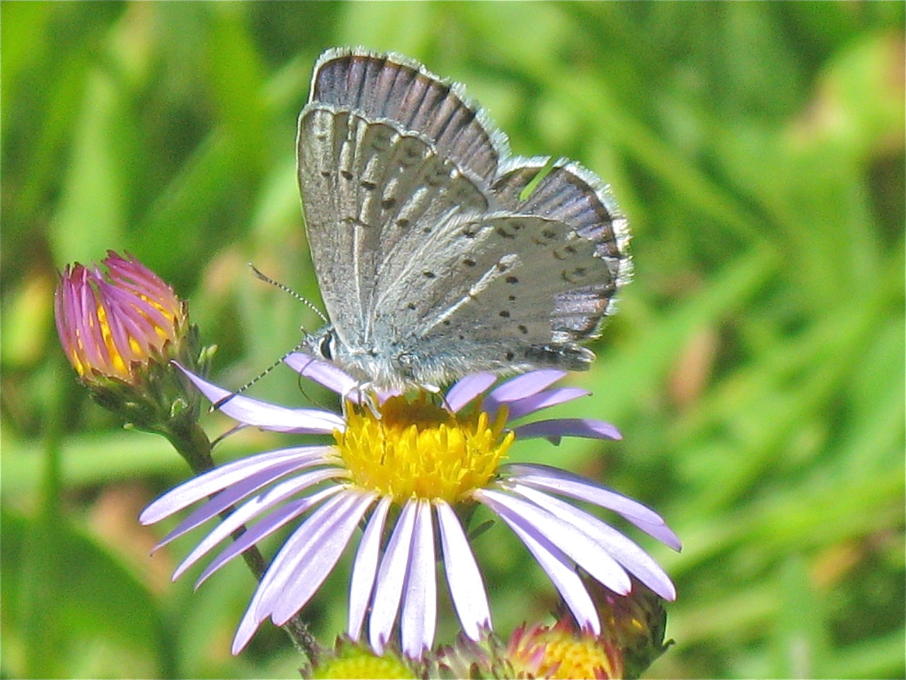 Lycaeides idas anna, photo by John Lane