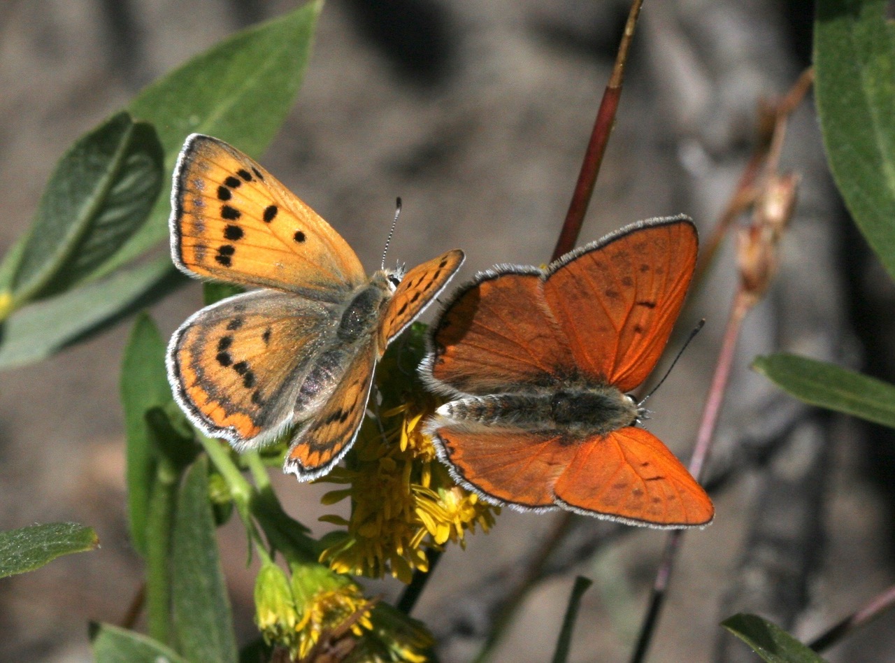 Lycaena rubidus, photo by John Lane