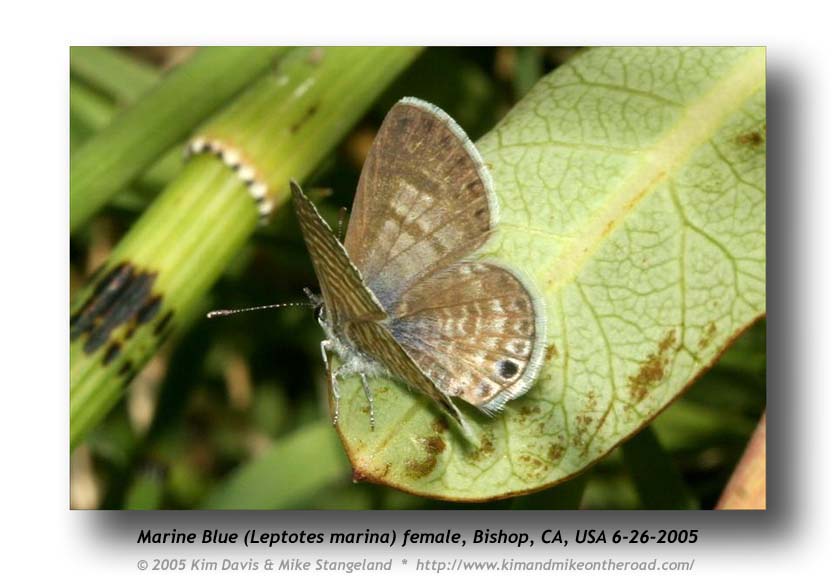 Leptotes_marina