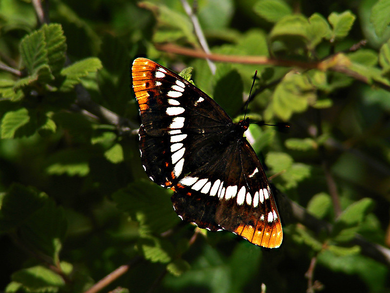 Limenitis lorquini