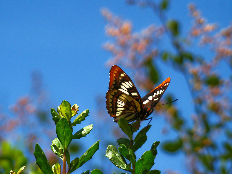 Limenitis lorquini
