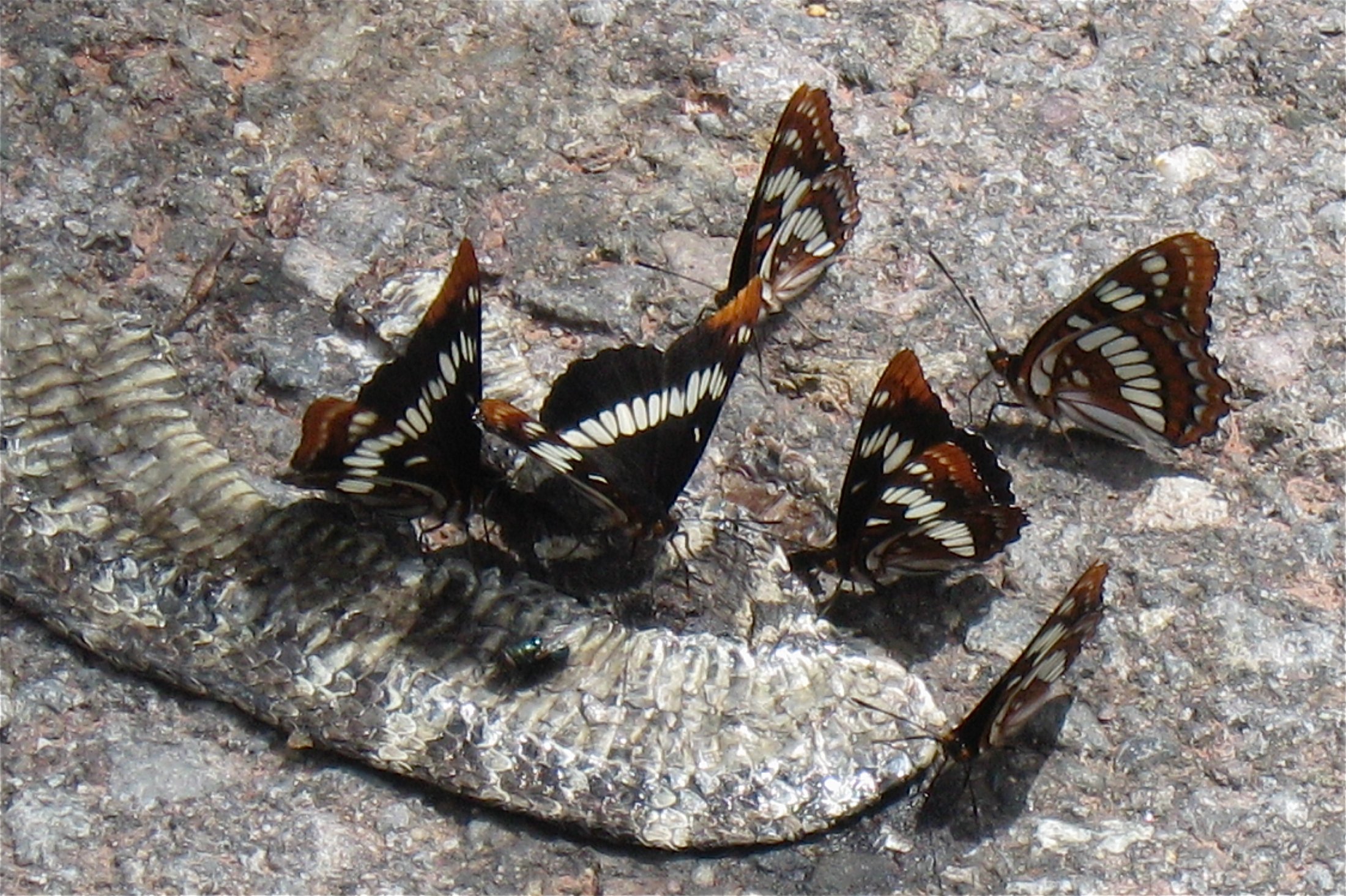 Limenitis lorquini