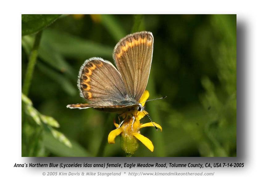 Lycaeides idas anna