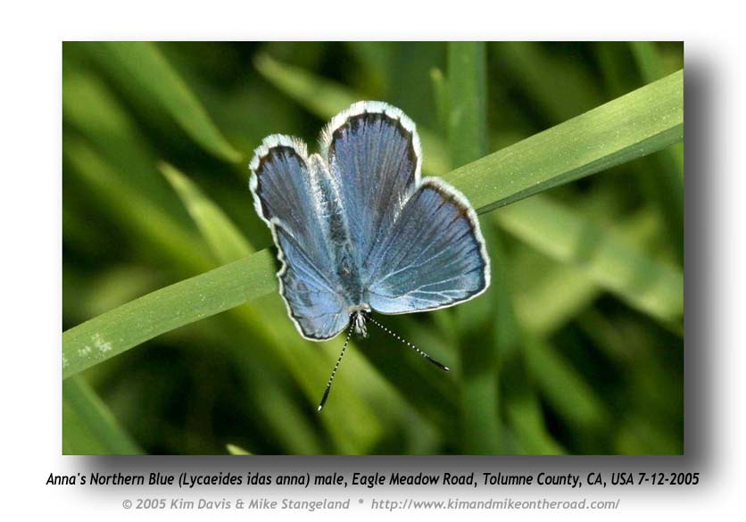 Lycaeides idas anna