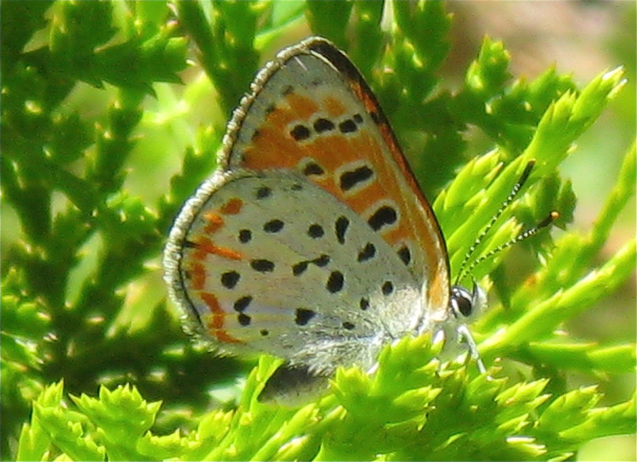 Lycaena cupreus