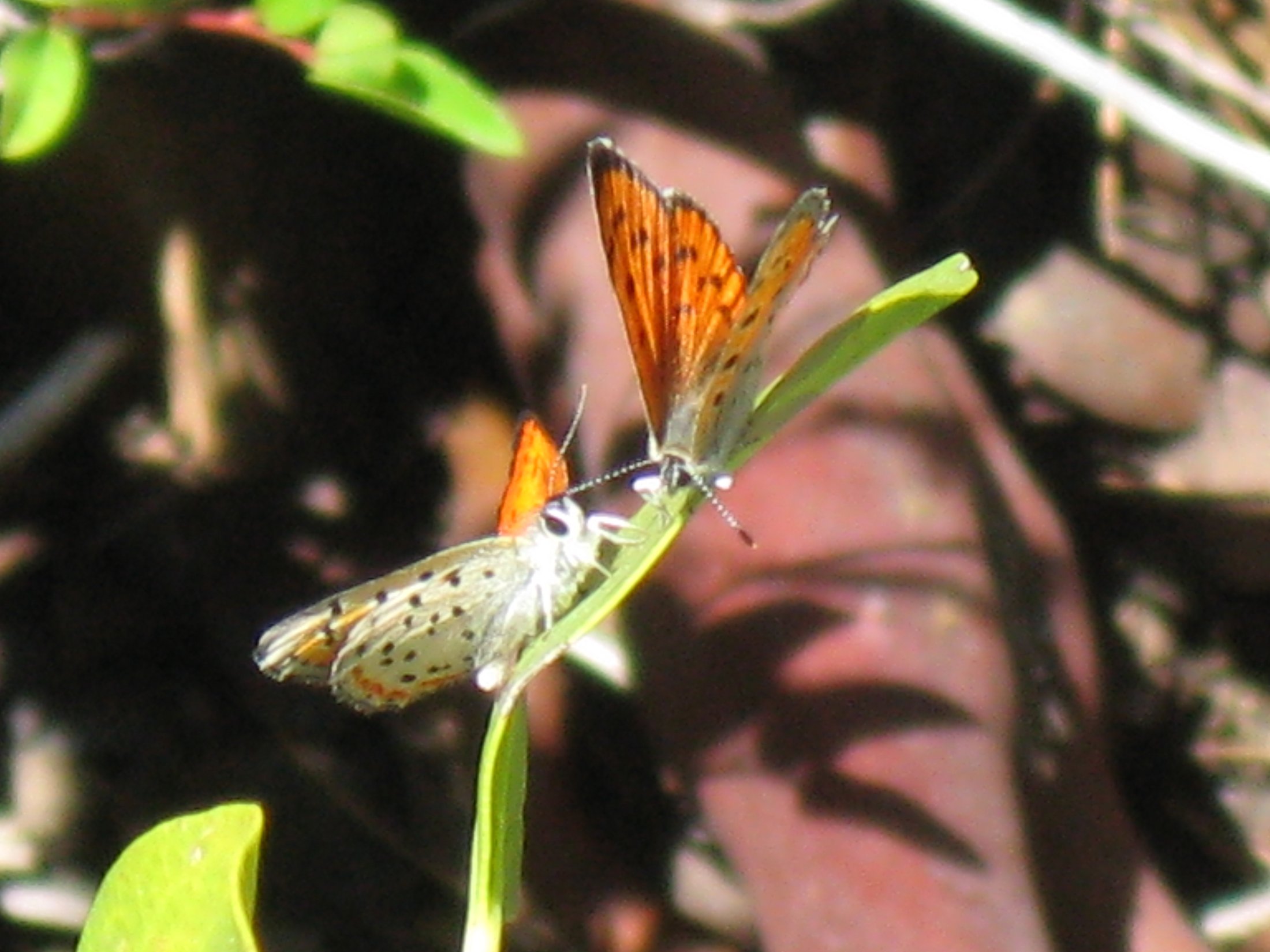 Lycaena cupreus