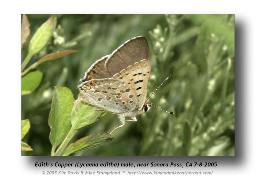 Lycaena_editha