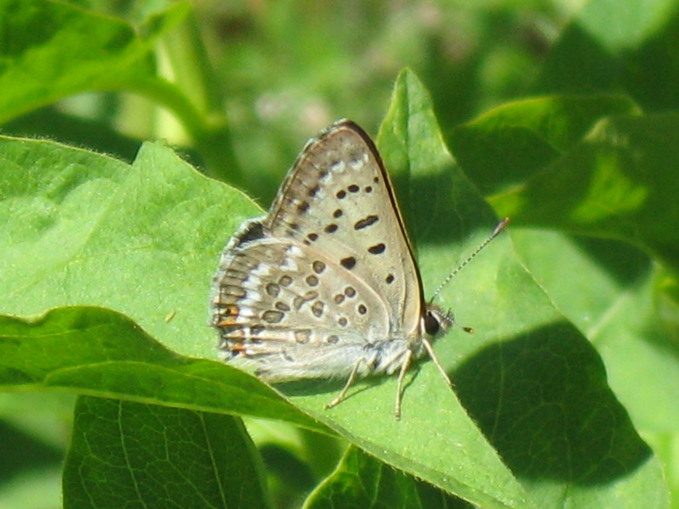 Lycaena editha