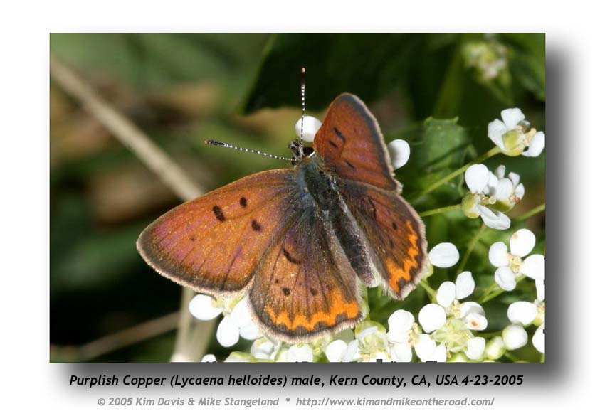 Lycaena_helloides