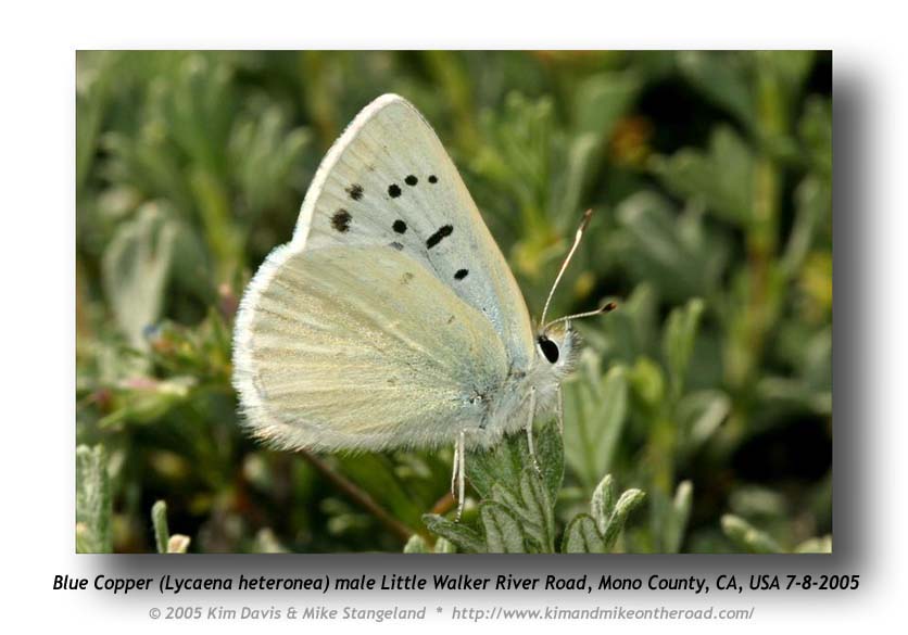 Lycaena_heteronea