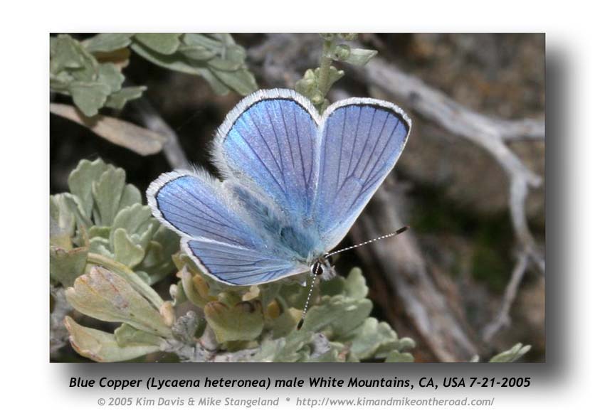 Lycaena_heteronea