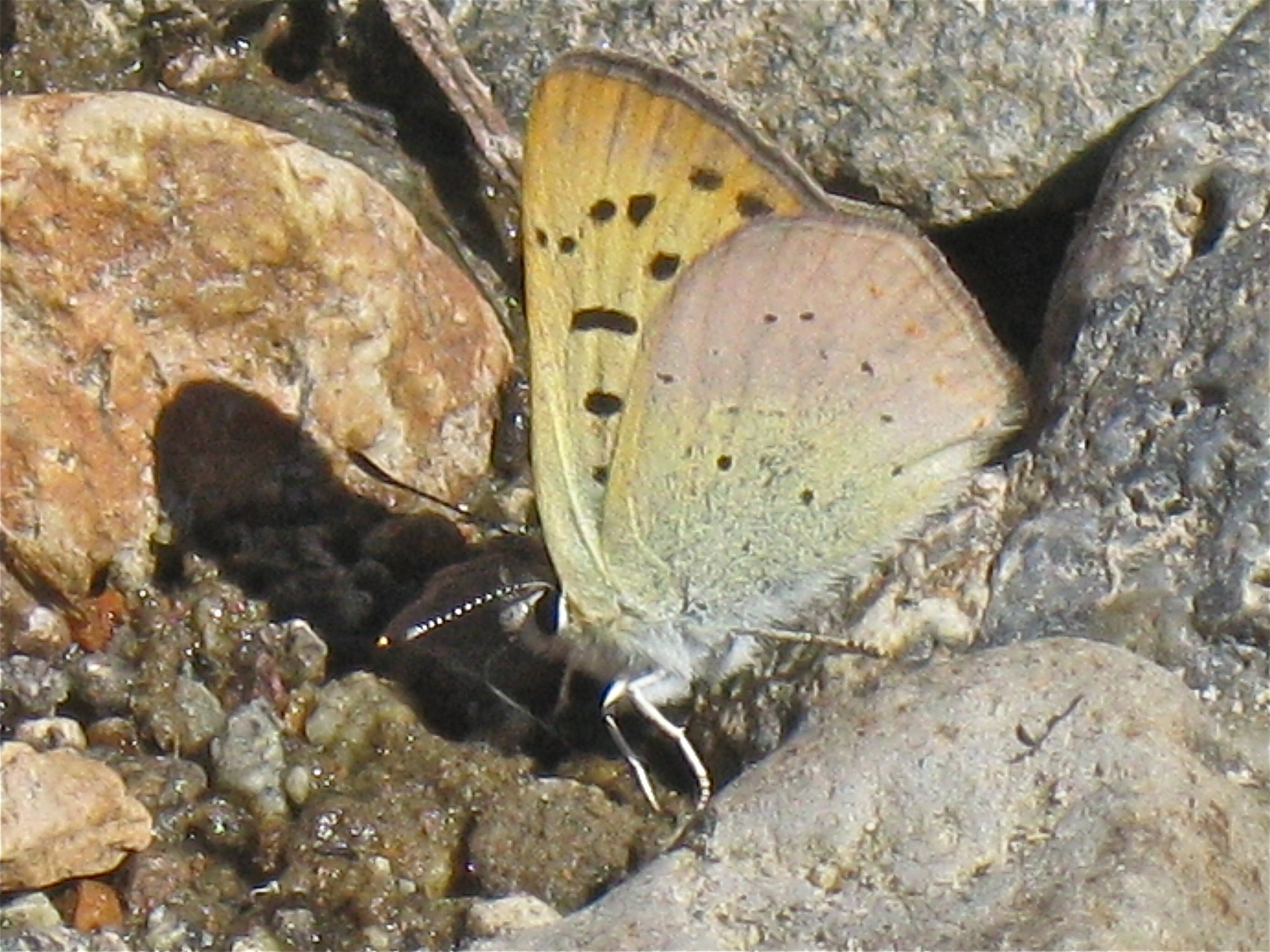 Lycaena nivalis