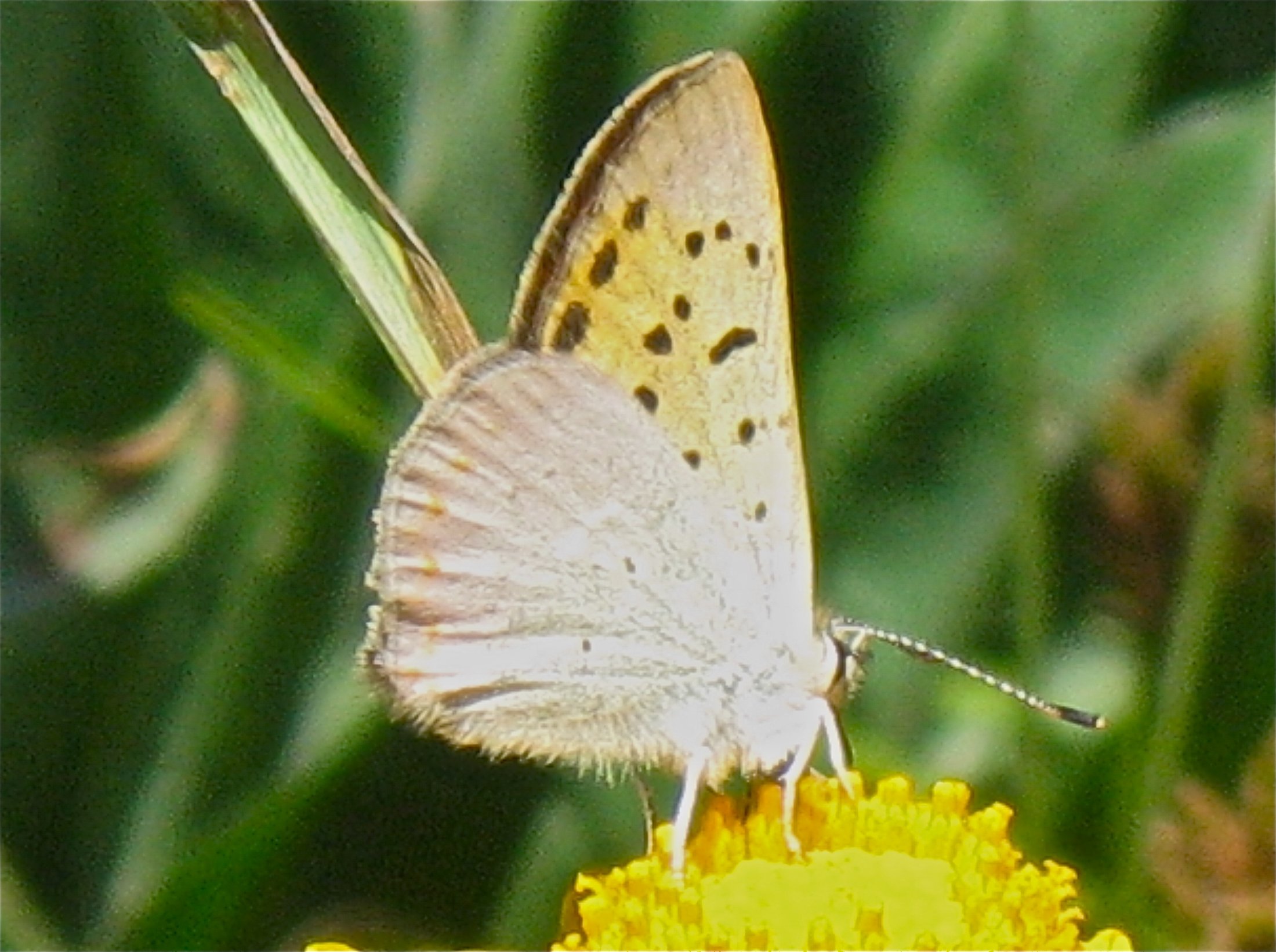 Lycaena nivalis