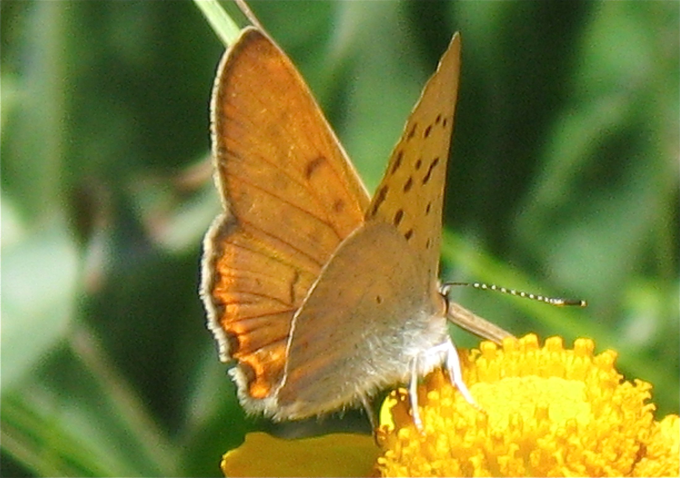 Lycaena nivalis