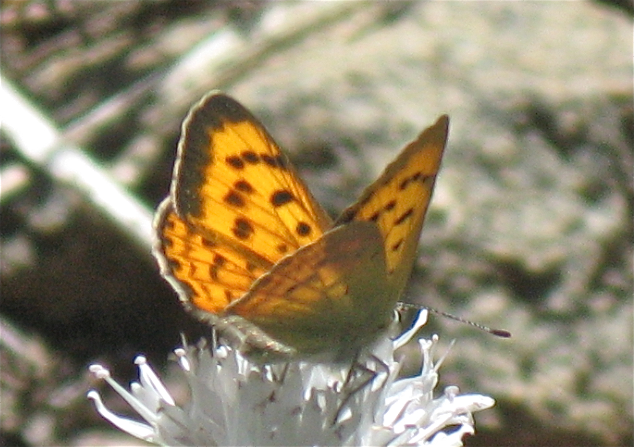 Lycaena nivalis