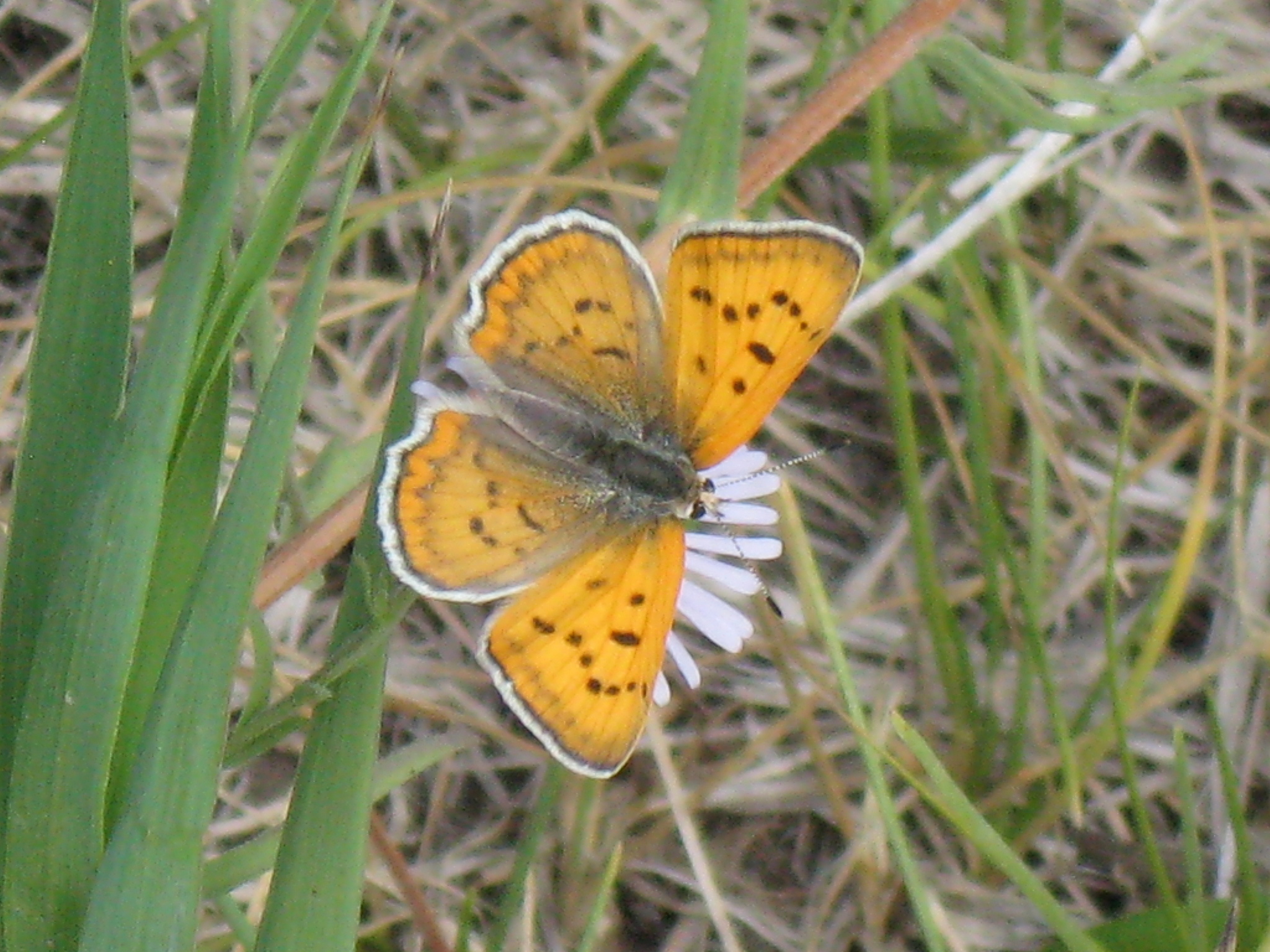Lycaena rubidus