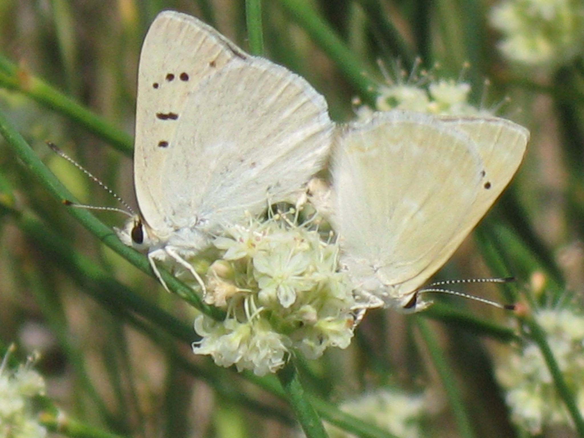 Lycaena rubidus