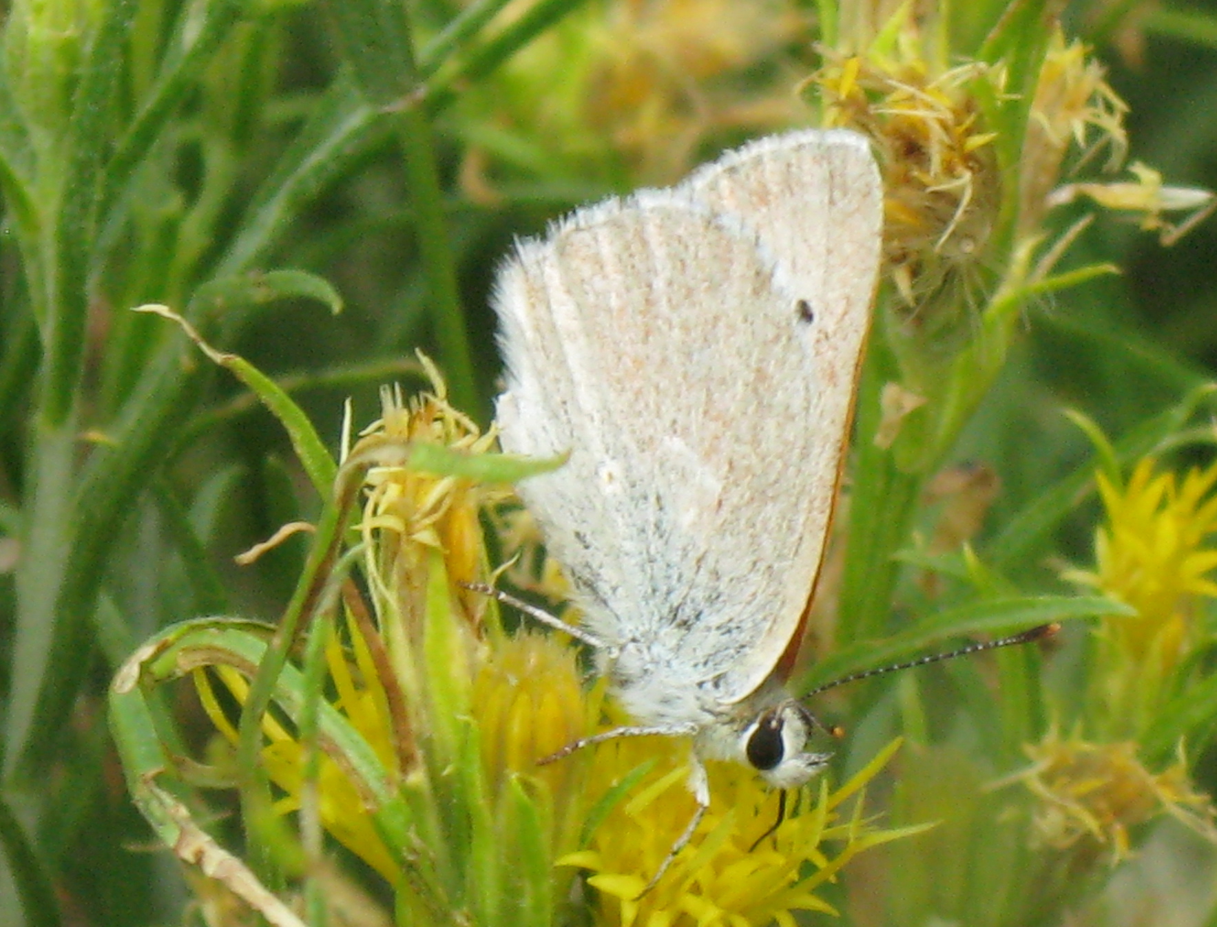 Lycaena rubidus