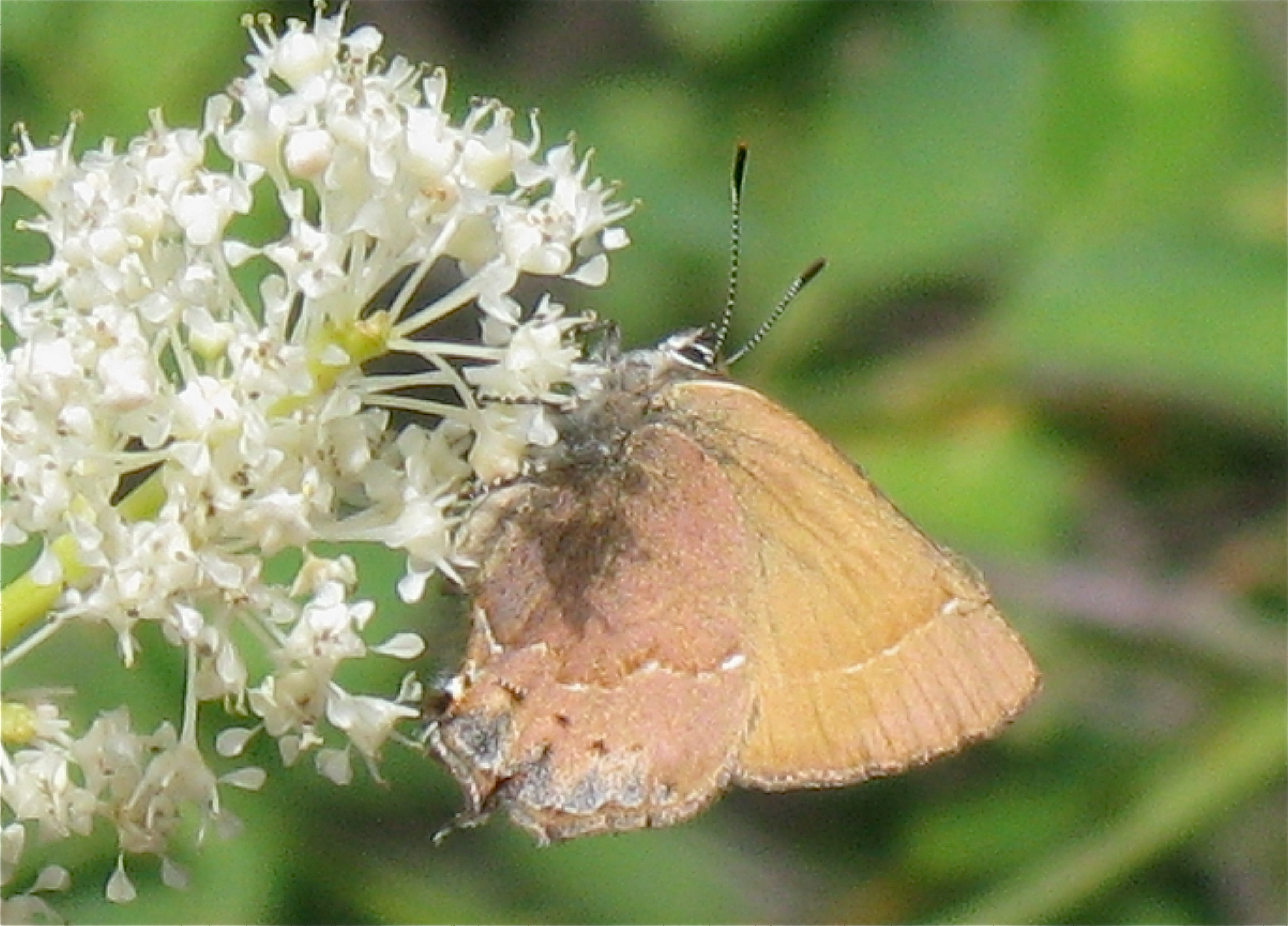 Mitoura gryneus nelsoni