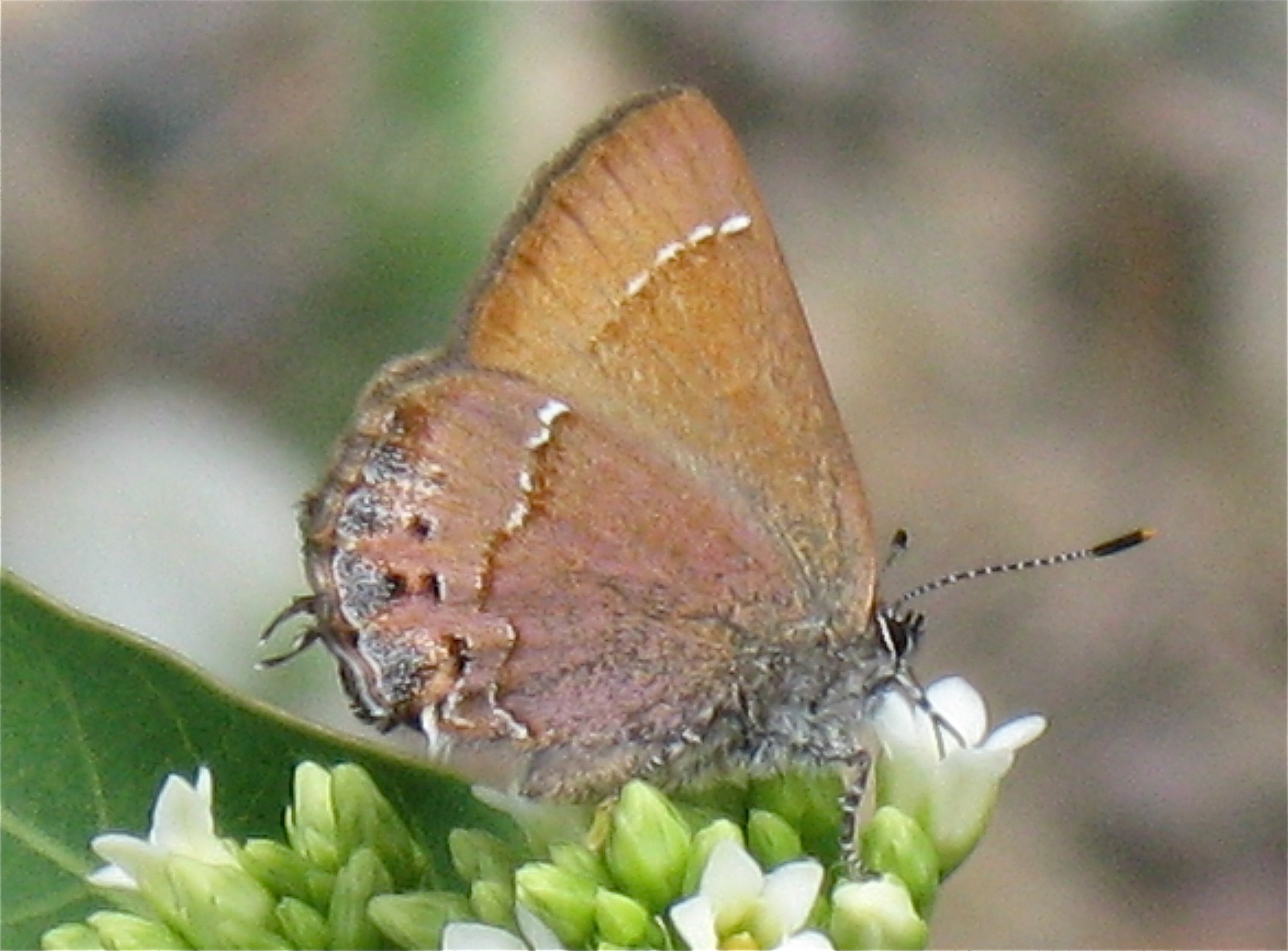 Mitoura gryneus nelsoni