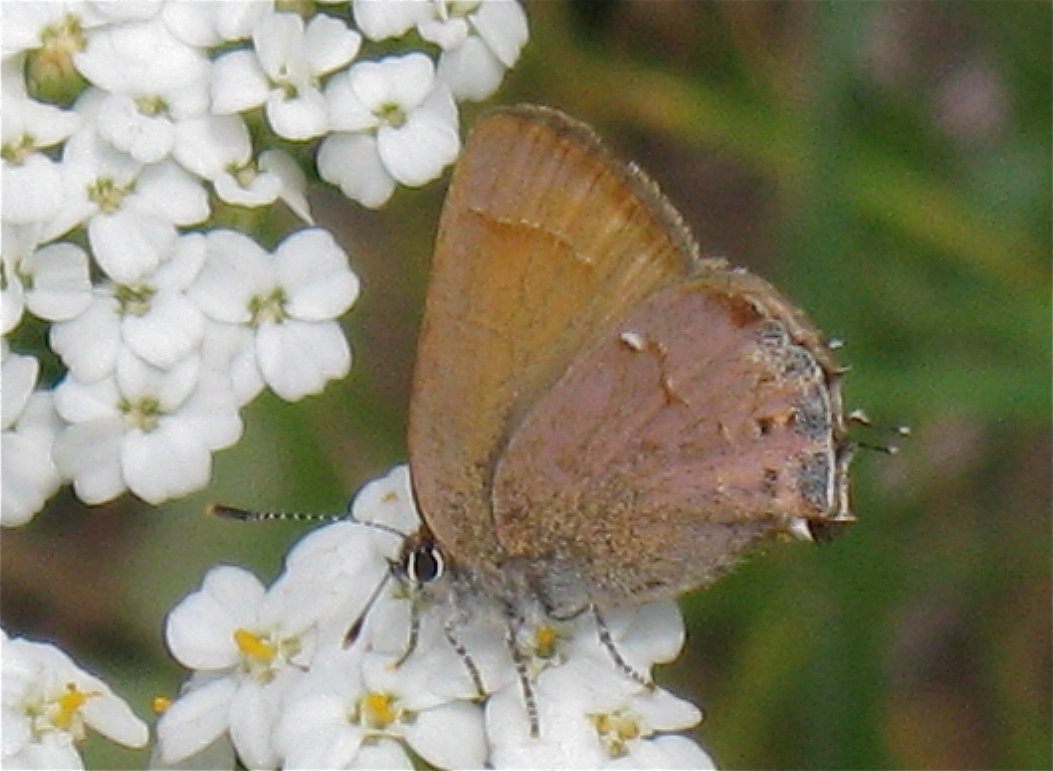 Mitoura gryneus nelsoni