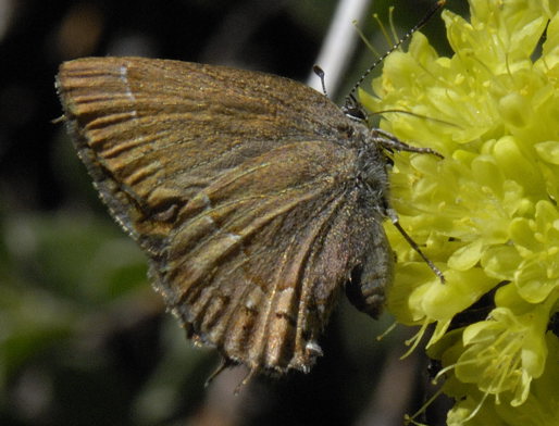 Mitoura gryneus nelsoni