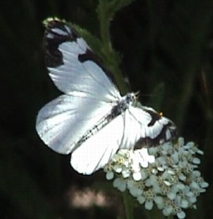 Neophasia_menapia