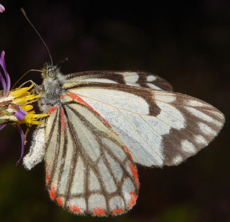 Neophasia_menapia