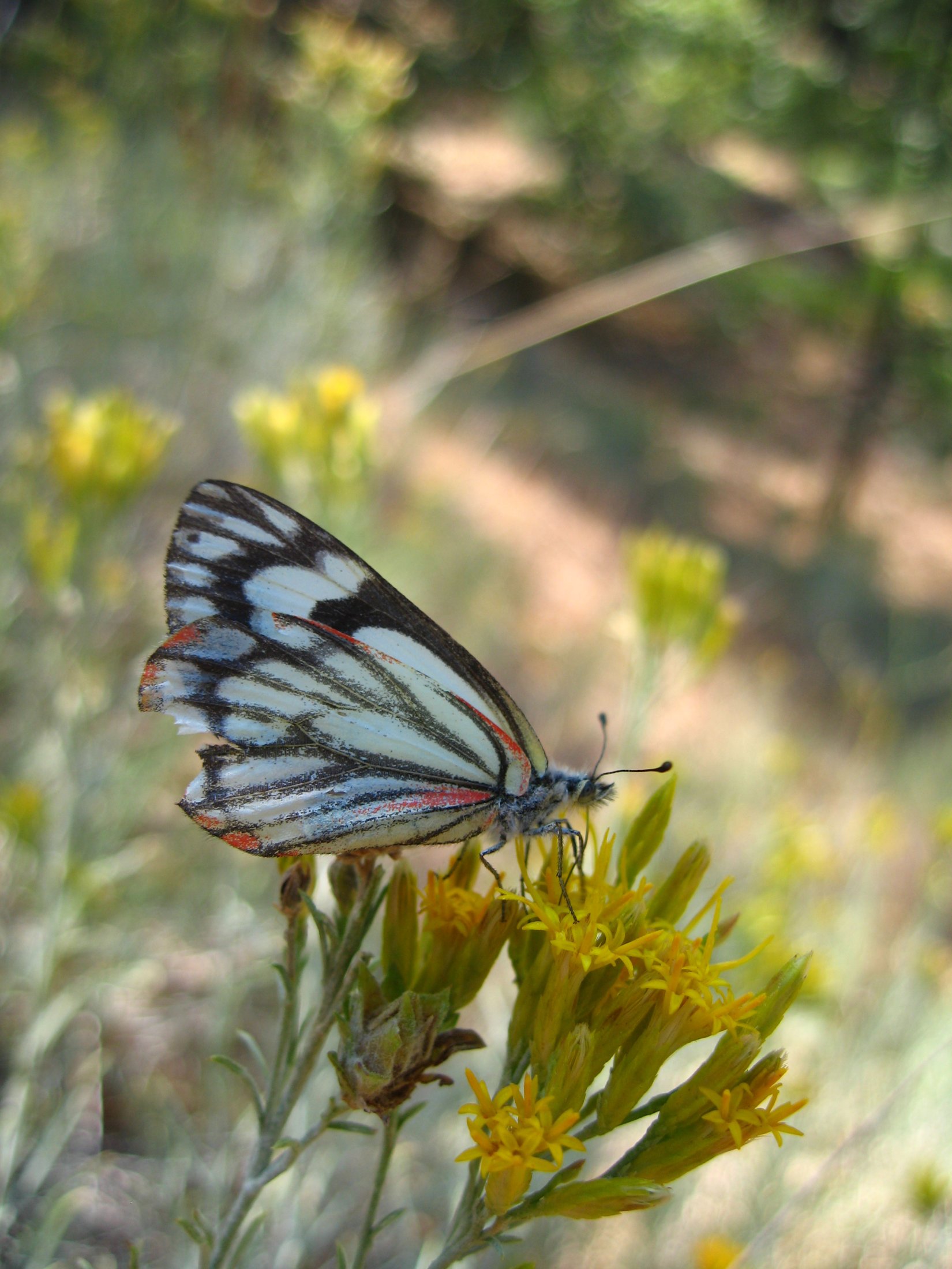 Neophasia_menapia